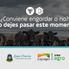¿Conviene engordar o no? ¡No dejes pasar este momento!